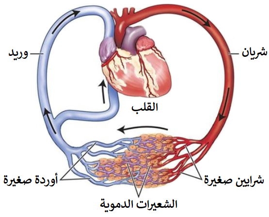 اضغط على الصورة لعرض أكبر.   الإسم:	dataurl426849.png  مشاهدات:	1  الحجم:	212.1 كيلوبايت  الهوية:	4586