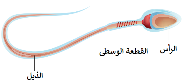 اضغط على الصورة لعرض أكبر. 

الإسم:	dataurl744615.png 
مشاهدات:	1271 
الحجم:	39.3 كيلوبايت 
الهوية:	5039